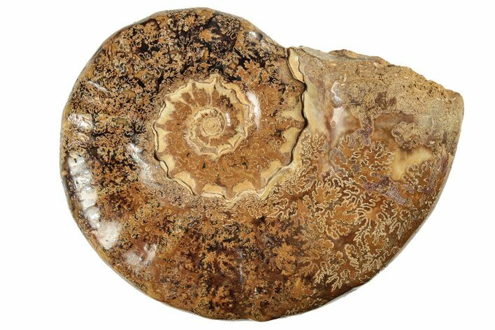 Jurassic Ammonite (Euaspidoceras) Fossil - Madagascar #226713